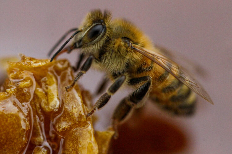 Study suggests a third of wild bee species in state have declined in abundance